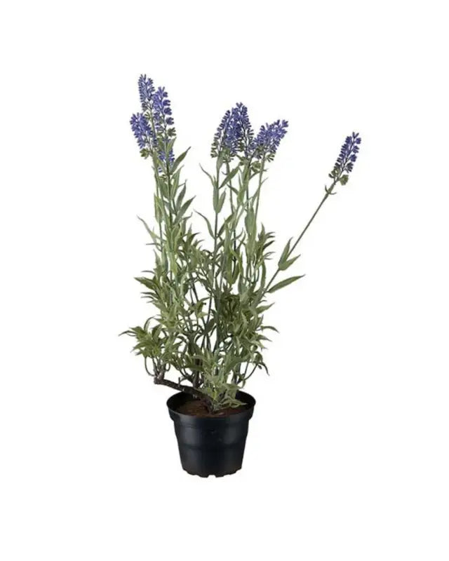 Lavendel 45 cm - KOnstväxt