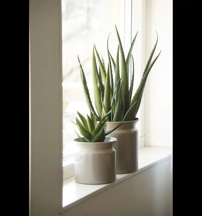 Aloe vera konstväxt 23 cm - KOnstväxt