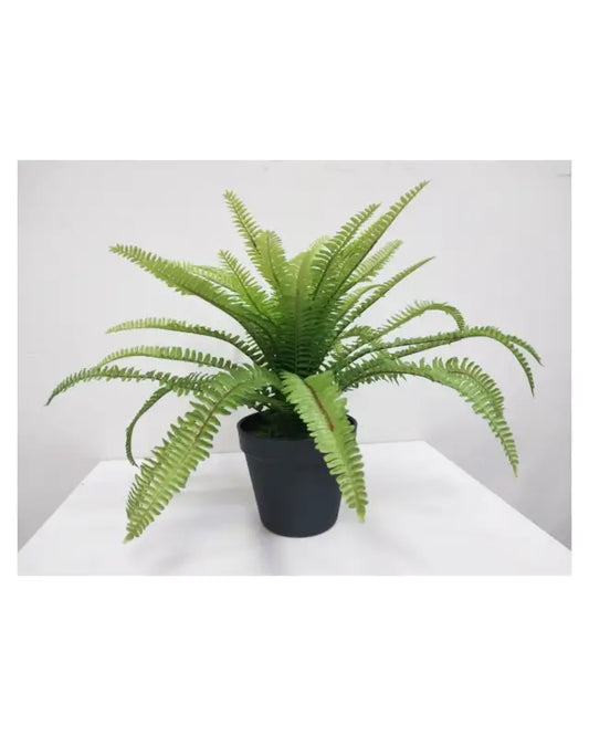 Boston Fern - KOnstväxt