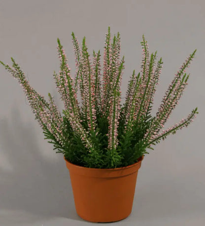 Erica ljung rosa - KOnstväxt