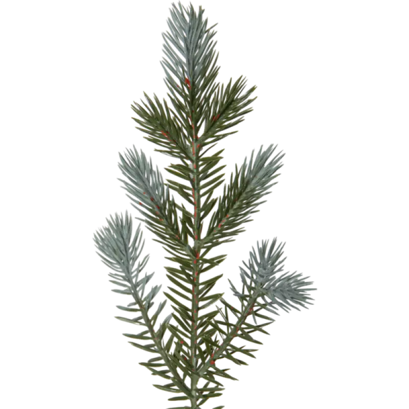 Julgran Greyland med LED 700 lampor 210 cm - Julgran