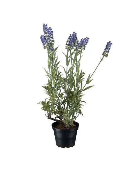 Lavendel 45 cm - KOnstväxt