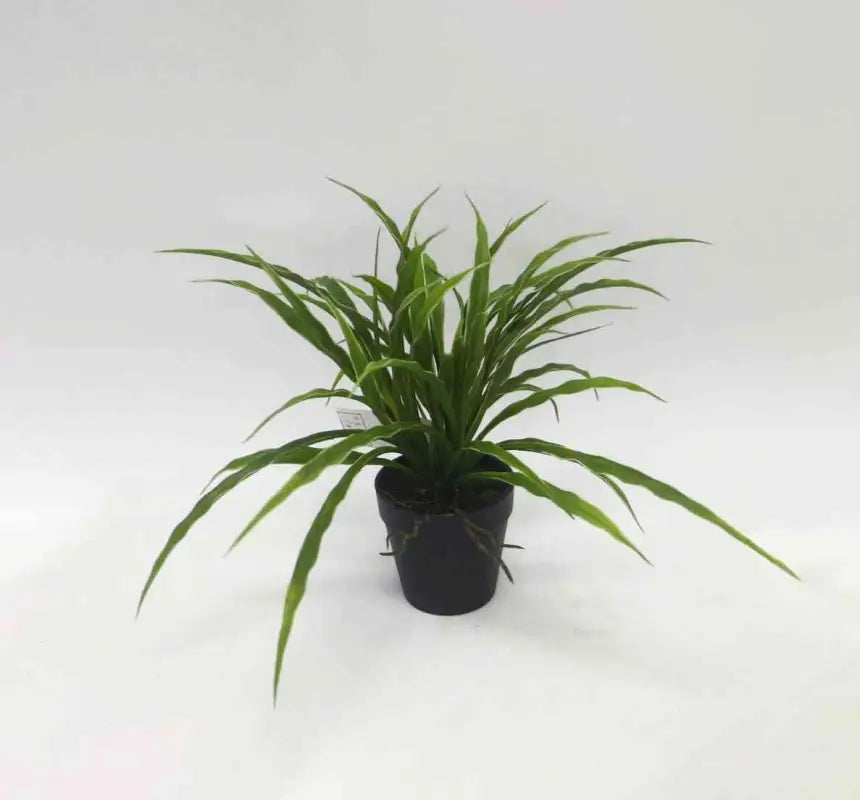 Spider plant in pot - Konstväst