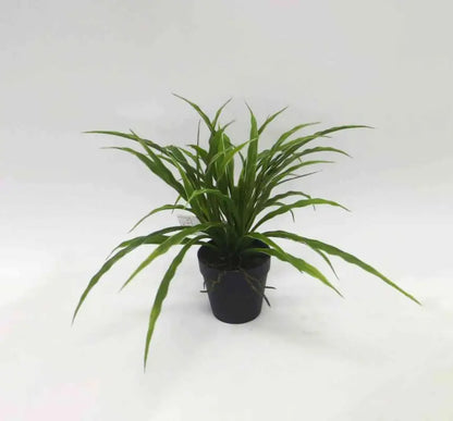Spider plant in pot - Konstväst
