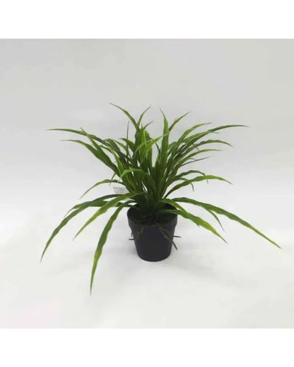 Spider plant in pot - Konstväst