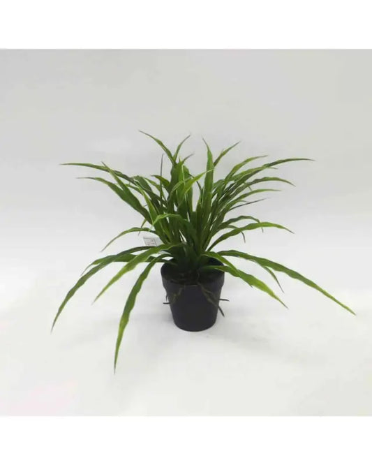 Spider plant in pot - Konstväst